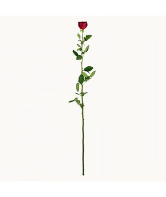 Роза 1 м