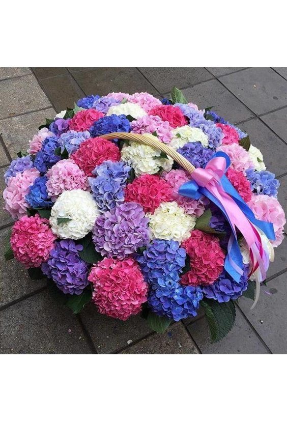 Корзина из 51 гортензии   - Бесплатная доставка цветов и букетов в Самаре. Заказ цветов онлайн, любой способ оплаты