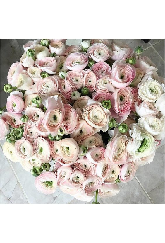  - 101 ранункулюс в интернет-магазине Цветник 63 - доставка цветов в Самаре круглосуточно