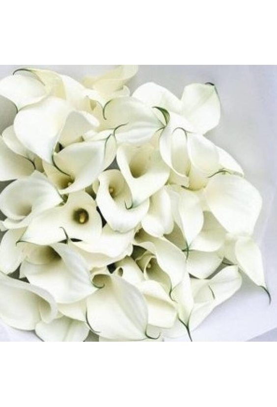 101 белая калла   - Бесплатная доставка цветов и букетов в Самаре. Заказ цветов онлайн, любой способ оплаты