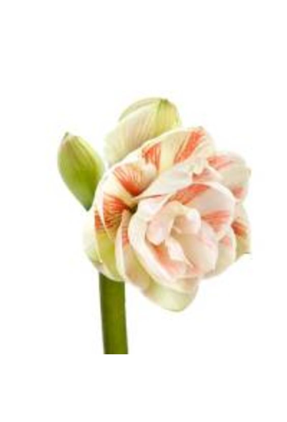2 - Амариллис в интернет-магазине Цветник 63 - доставка цветов в Самаре круглосуточно