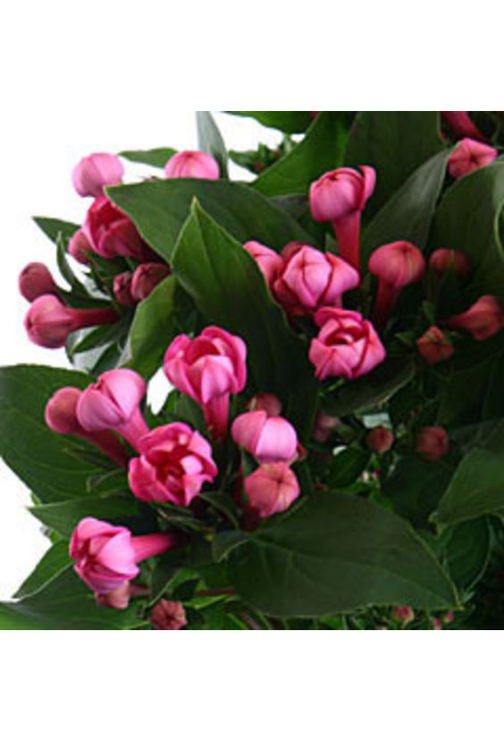 1 - Боувардия в интернет-магазине Цветник 63 - доставка цветов в Самаре круглосуточно