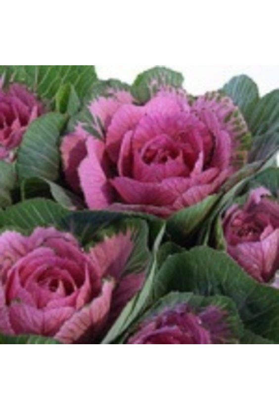 1 - Брассика в интернет-магазине Цветник 63 - доставка цветов в Самаре круглосуточно