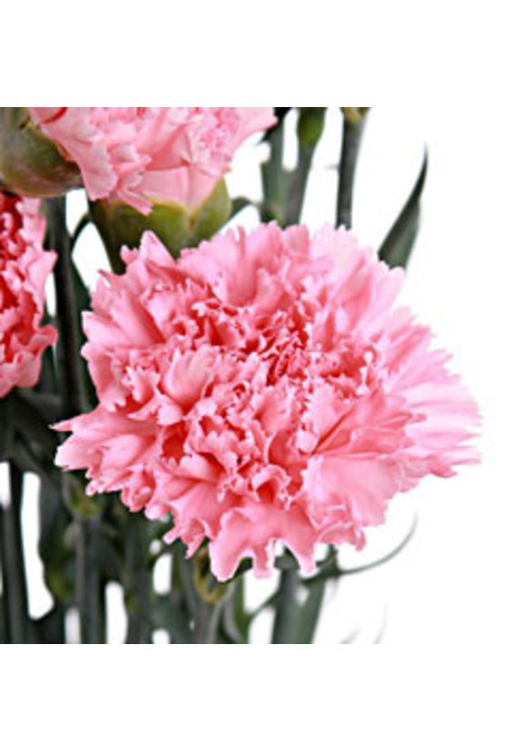 1 - Гвоздика в интернет-магазине Цветник 63 - доставка цветов в Самаре круглосуточно