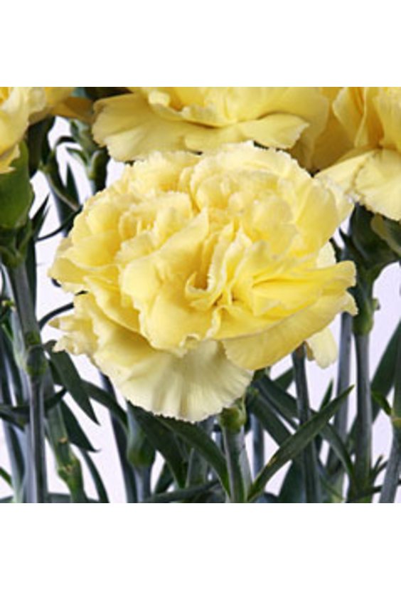 2 - Гвоздика в интернет-магазине Цветник 63 - доставка цветов в Самаре круглосуточно