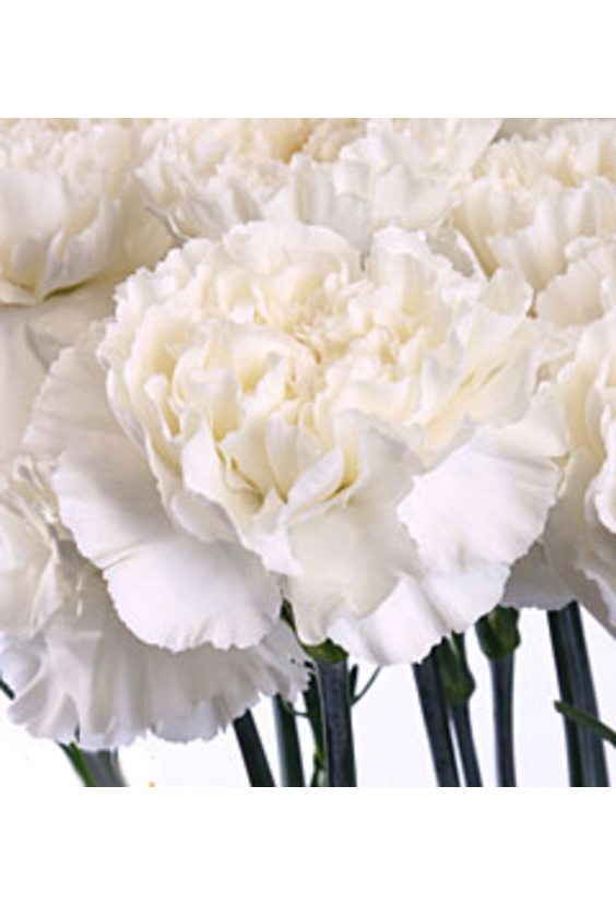 3 - Гвоздика в интернет-магазине Цветник 63 - доставка цветов в Самаре круглосуточно