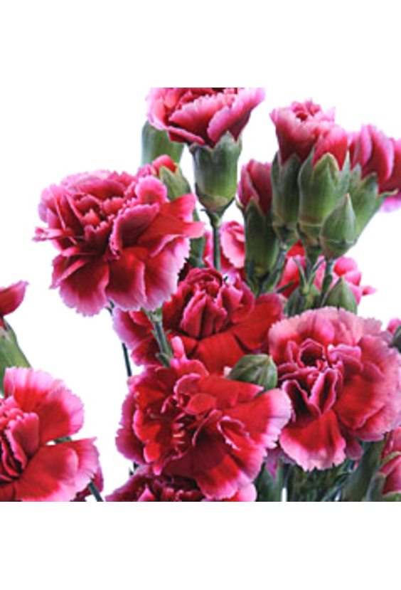 ГВОЗДИКА КУСТОВАЯ  Цветы поштучно Бесплатная доставка цветов и букетов в Самаре.