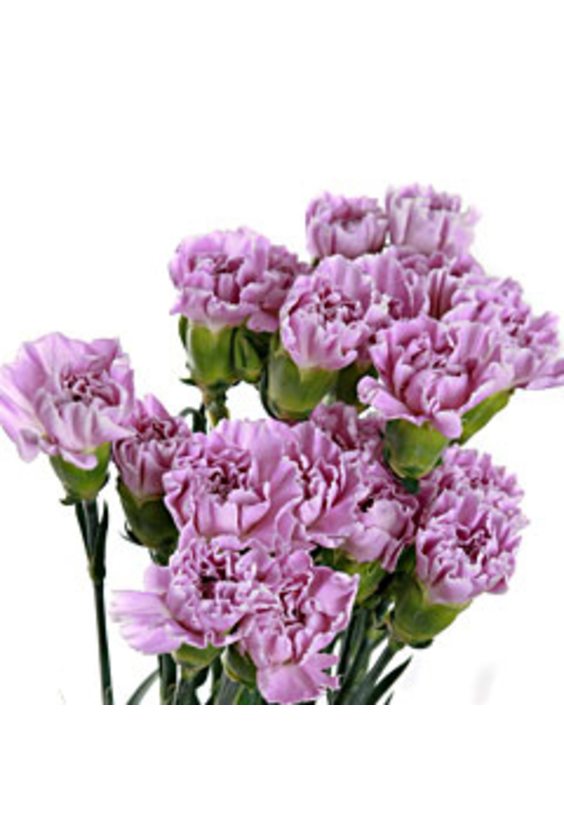 ГВОЗДИКА КУСТОВАЯ   - Бесплатная доставка цветов и букетов в Самаре. Заказ цветов онлайн, любой способ оплаты