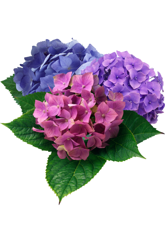  - Гортензия в интернет-магазине Цветник 63 - доставка цветов в Самаре круглосуточно