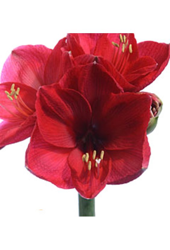 3 - Амариллис в интернет-магазине Цветник 63 - доставка цветов в Самаре круглосуточно