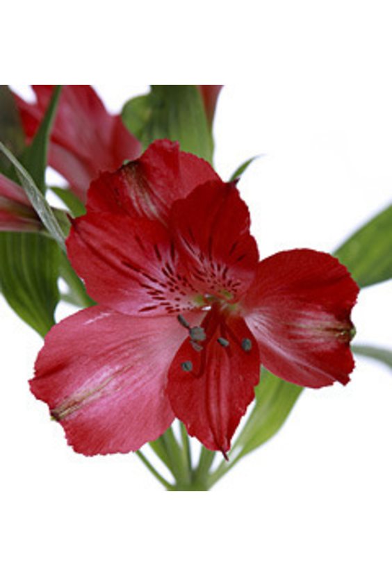1 - Альстромерия в интернет-магазине Цветник 63 - доставка цветов в Самаре круглосуточно