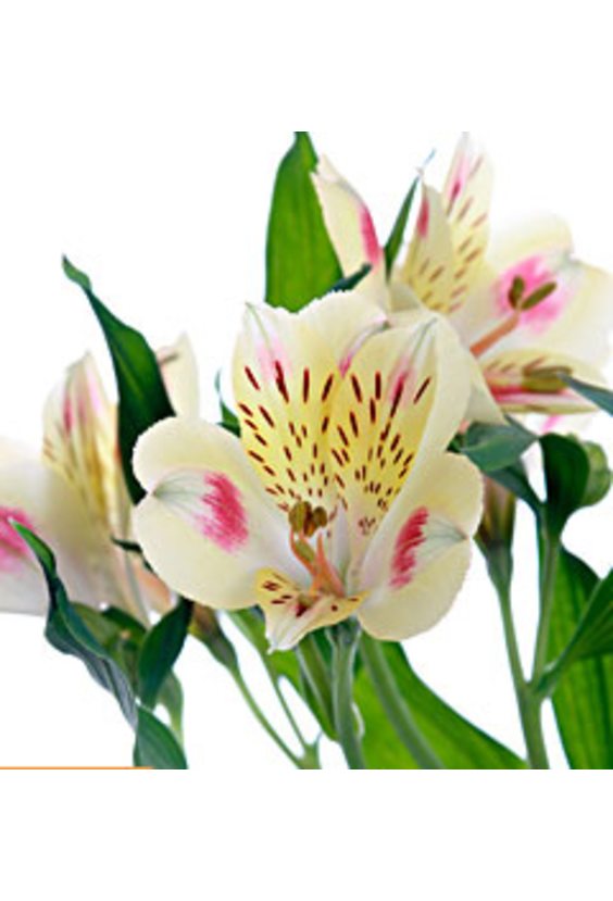 2 - Альстромерия в интернет-магазине Цветник 63 - доставка цветов в Самаре круглосуточно