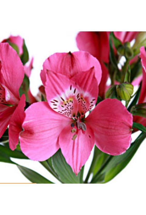 3 - Альстромерия в интернет-магазине Цветник 63 - доставка цветов в Самаре круглосуточно