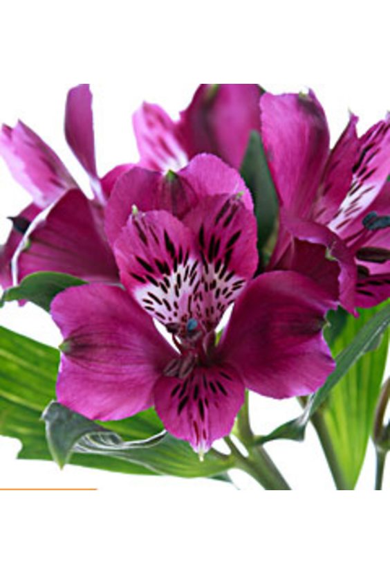 6 - Альстромерия в интернет-магазине Цветник 63 - доставка цветов в Самаре круглосуточно