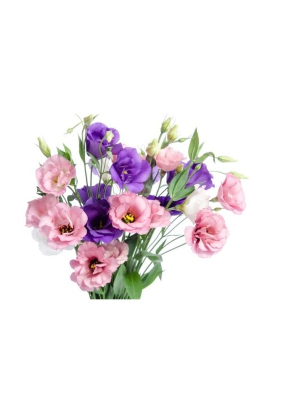 ЛИЗИАНТУС (ЭУСТОМА)   - Бесплатная доставка цветов и букетов в Самаре. Заказ цветов онлайн, любой способ оплаты