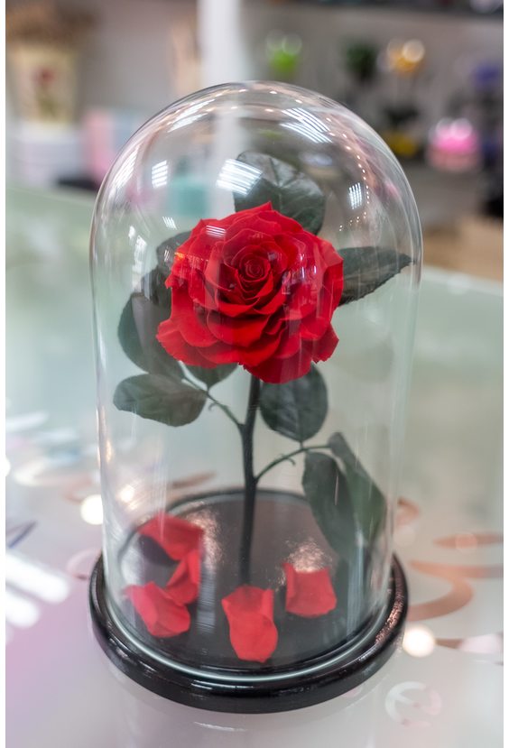 Роза в колбе King Size  14 февраля "День Влюбленных!" Бесплатная доставка цветов и букетов в Самаре.